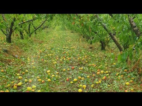 GRANIZO EM FARROUPILHA | 10/01/2023