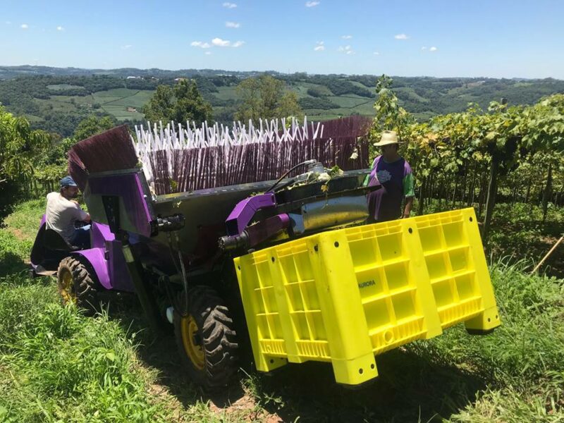 Alto custo da mão de obra abre espaço para avanço de equipamentos nos parreirais de uva