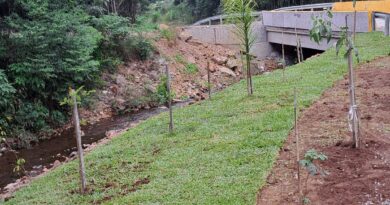 Prefeitura realiza plantio de vegetação para proteção da margem em nova ponte da FR-17, em Linha Machadinho