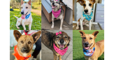 Campanha Me AUdote é adiada devido às condições climáticas