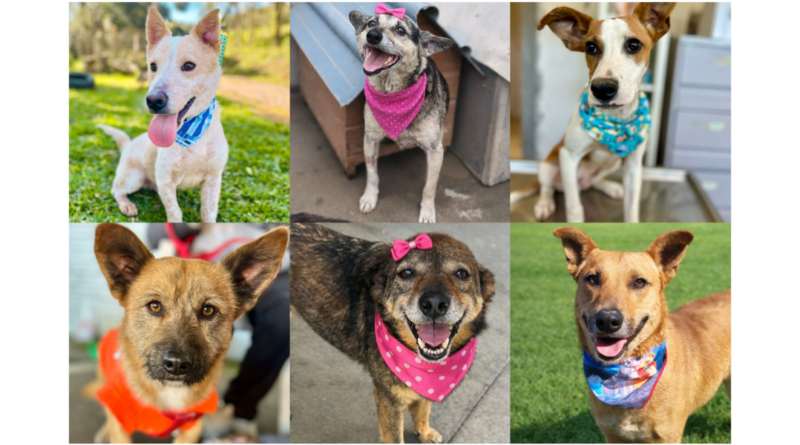 Campanha Me AUdote é adiada devido às condições climáticas