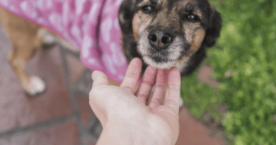 Nova edição da Campanha Me Audote ocorre no dia 25 de abril na Praça da Prefeitura