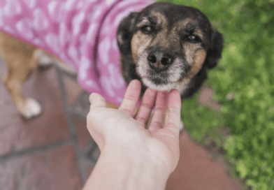 Nova edição da Campanha Me Audote ocorre no dia 25 de abril na Praça da Prefeitura