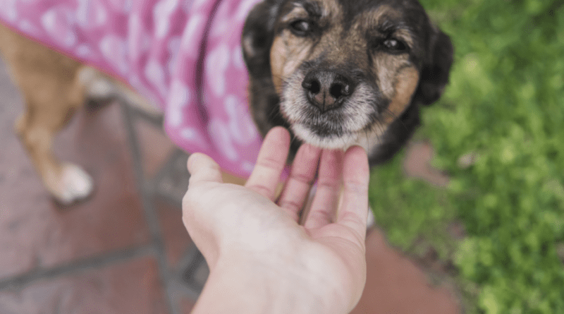 Nova edição da Campanha Me Audote ocorre no dia 25 de abril na Praça da Prefeitura