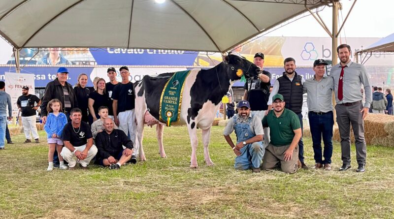 Granja Letícia, associada da Cooperativa Santa Clara é Grande Campeã da Raça Holandesa na Fenasul Expoleite Granja Letícia, associada da Cooperativa Santa Clara é Grande Campeã da Raça Holandesa na Fenasul Expoleite