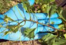Estudo inédito vai apresentar impactos econômicos da deriva de herbicidas sobre a vitivinicultura gaúcha