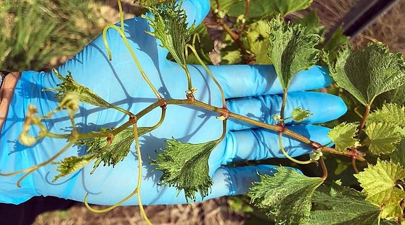Estudo inédito vai apresentar impactos econômicos da deriva de herbicidas sobre a vitivinicultura gaúcha