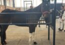 Parceria entre Medicina Veterinária da UCS e ONG reabilita cavalos abandonados no Rio Grande do Sul Parceria entre Medicina Veterinária da UCS e ONG reabilita cavalos abandonados no Rio Grande do Sul