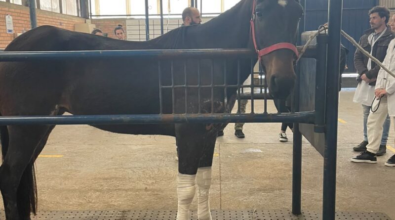 Parceria entre Medicina Veterinária da UCS e ONG reabilita cavalos abandonados no Rio Grande do Sul Parceria entre Medicina Veterinária da UCS e ONG reabilita cavalos abandonados no Rio Grande do Sul