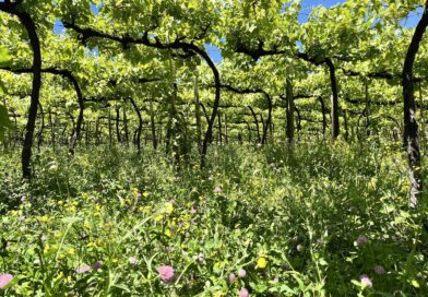 Tecnologia e manejo ajudam 1,1 mil produtores da Vinícola Aurora a se adaptarem às mudanças climáticas Tecnologia e manejo ajudam 1,1 mil produtores da Vinícola Aurora a se adaptarem às mudanças climáticas
