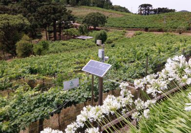 Tecnologia e manejo ajudam 1,1 mil produtores da Vinícola Aurora a se adaptarem às mudanças climáticas Tecnologia e manejo ajudam 1,1 mil produtores da Vinícola Aurora a se adaptarem às mudanças climáticas