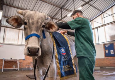 Alunos de Medicina Veterinária da UCS fazem estágio na Expointer 2026 Alunos de Medicina Veterinária da UCS fazem estágio na Expointer 2026