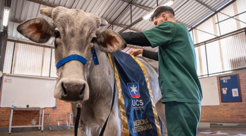 Alunos de Medicina Veterinária da UCS fazem estágio na Expointer 2026 Alunos de Medicina Veterinária da UCS fazem estágio na Expointer 2026