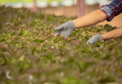 Secretaria da Saúde realiza ação de orientações e cuidados a acidentes com animais peçonhentos em Farroupilha Secretaria da Saúde realiza ação de orientações e cuidados a acidentes com animais peçonhentos em Farroupilha