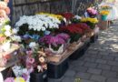 Estão abertas as inscrições para os interessados em participar da Feira das Flores no Dia de Finados Estão abertas as inscrições para os interessados em participar da Feira das Flores no Dia de Finados