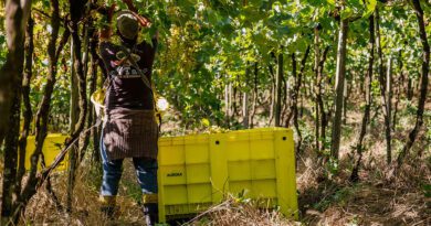 Vinícola Aurora atinge maturidade ESG em seu 2º Relatório de Sustentabilidade e passa a estampar o selo Carbon Free® Vinícola Aurora atinge maturidade ESG em seu 2º Relatório de Sustentabilidade e passa a estampar o selo Carbon Free®