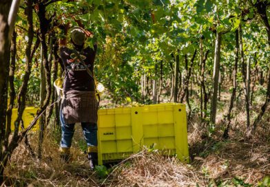 Vinícola Aurora atinge maturidade ESG em seu 2º Relatório de Sustentabilidade e passa a estampar o selo Carbon Free® Vinícola Aurora atinge maturidade ESG em seu 2º Relatório de Sustentabilidade e passa a estampar o selo Carbon Free®