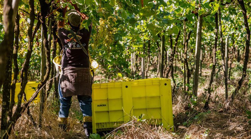 Vinícola Aurora atinge maturidade ESG em seu 2º Relatório de Sustentabilidade e passa a estampar o selo Carbon Free® Vinícola Aurora atinge maturidade ESG em seu 2º Relatório de Sustentabilidade e passa a estampar o selo Carbon Free®